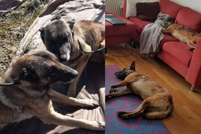 Ilustračný obrázok k článku Príbeh so šťastným koncom: Nikto ich nechcel, teraz majú nový domov