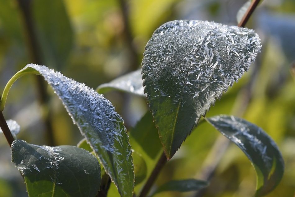 Ilustračný obrázok k článku Počasie sa muselo zblázniť: Po horúčavách hrozí Trenčianskemu kraju v júni mráz