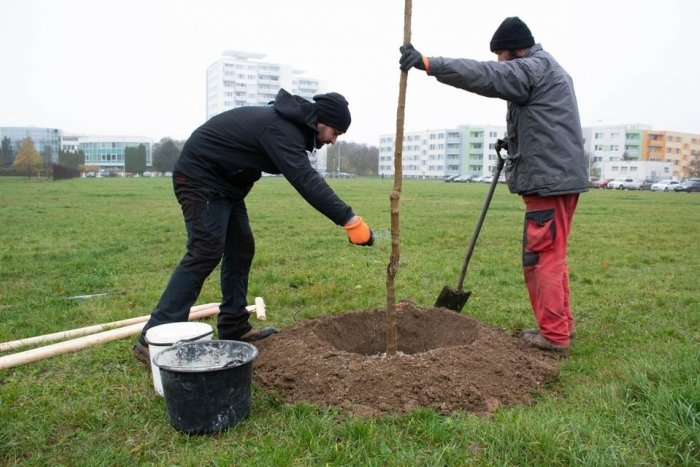 Ilustračný obrázok k článku Nezastavila ich ani pandémia: Nadácia vlani podporila projekty za desiatky tisíc eur