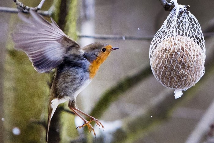 Ilustračný obrázok k článku Do lesov nad Bratislavou prinášajú ľudia KŔMIDLÁ: Čo vtáčikom v zime chutí NAJVIAC?