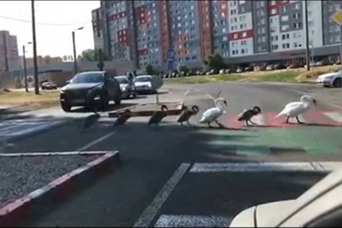 Ilustračný obrázok k článku SVET O SLOVENSKU: Krásny pohľad! Vzorné mestské labute zaujali