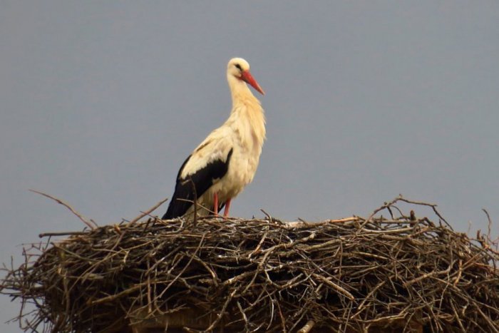 Ilustračný obrázok k článku Nedožery – Brezany lákajú bociany: Zvýši sa pôrodnosť v rodinách traktoristov?