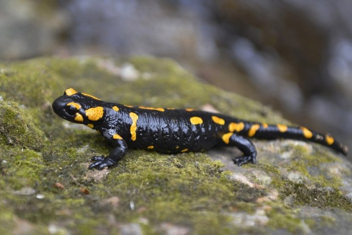 Ilustračný obrázok k článku Zničené chránené biotopy pri Žiari? Prípad prešetruje okresný úrad