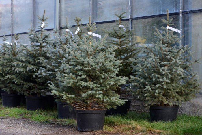 Ilustračný obrázok k článku Chceli ste si prenajať vianočný stromček od mestskej zelene? Tento rok to nepôjde