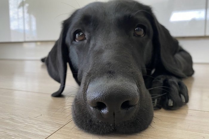 Ilustračný obrázok k článku Mimoriadne kruté chovanie: Pes bol preňho nevhodný darček, nechal ho zastreliť