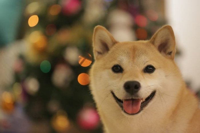 Ilustračný obrázok k článku SVET O SLOVENSKU: Slovenka ilegálne predávala šteniatka. Takúto POKUTU dostala!