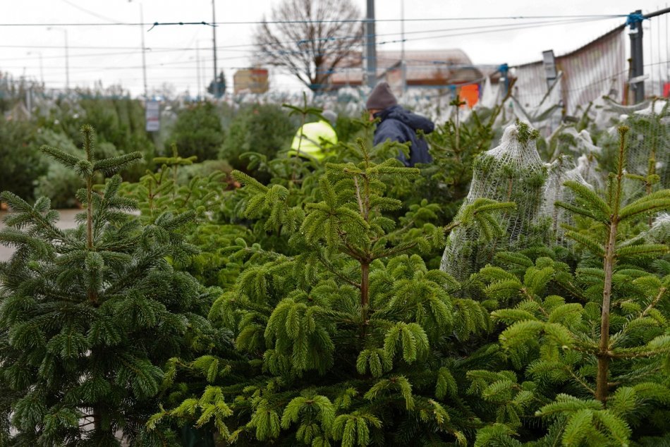Ilustračný obrázok k článku Kam po sviatkoch so stromčekom? Štúrovo zverejnilo termíny zberu