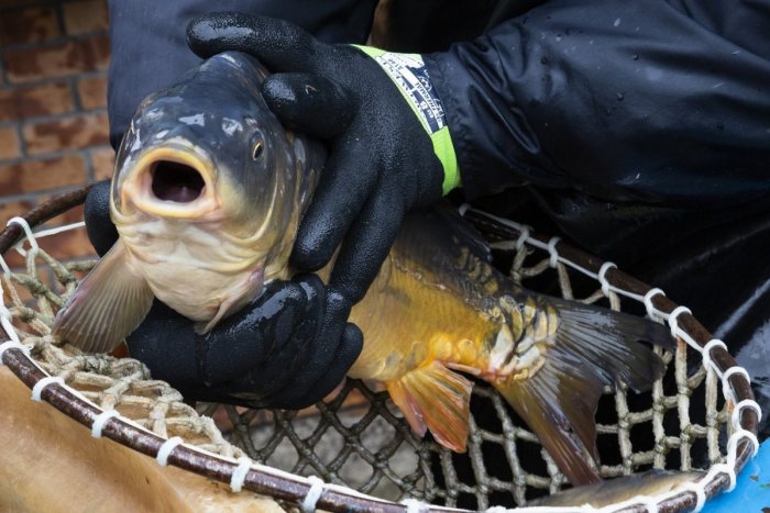 Ilustračný obrázok k článku Rybári hlásia výbornú sezónu kaprov. Ceny oproti vlaňajšku veľmi nezvýšili