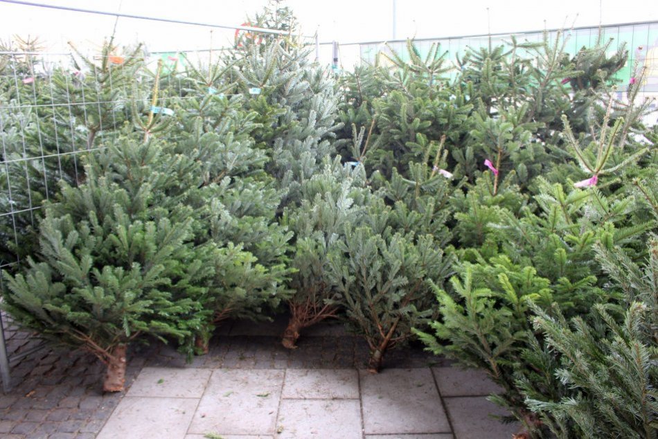 Ilustračný obrázok k článku Vianočný stromček už za pár eur? PREHĽAD cien u bystrických predajcov, FOTO