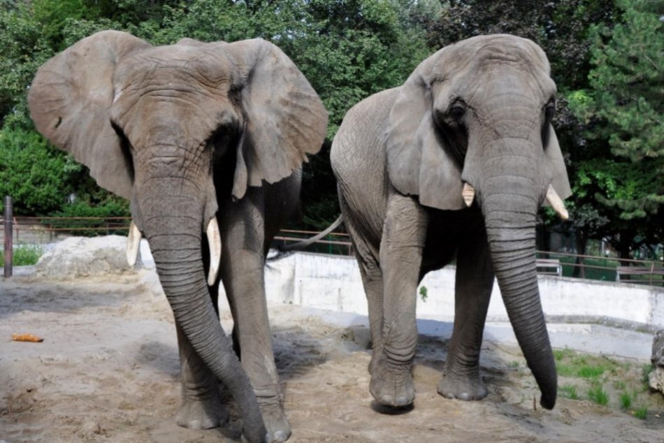 Ilustračný obrázok k článku Bojnická ZOO láka hneď po otvorení: Počas nútenej prestávky pripravili novinky