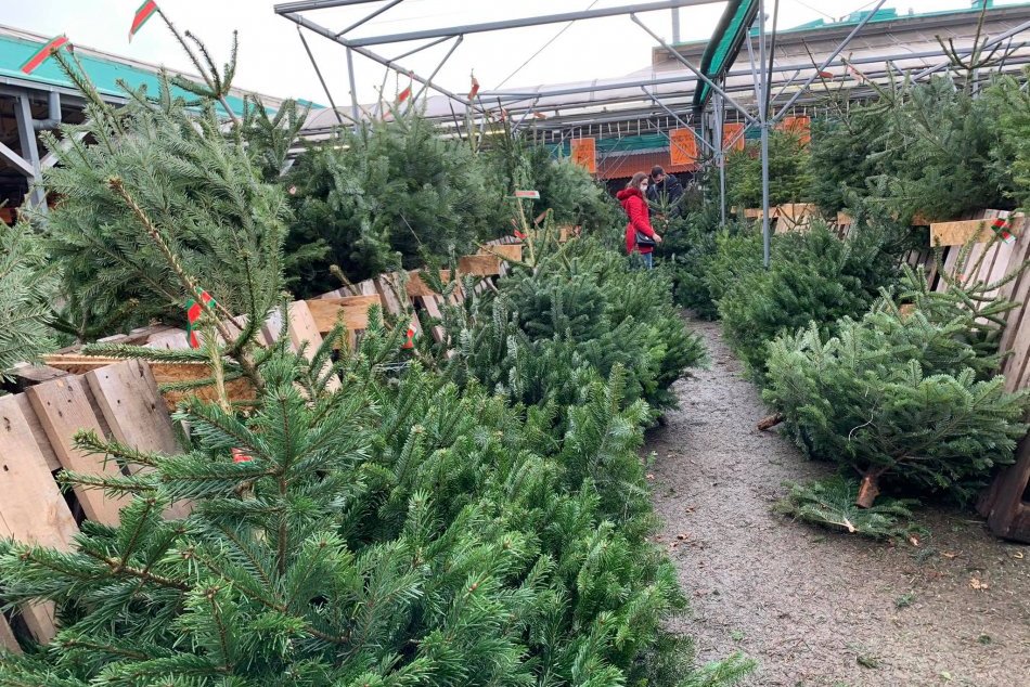 Ilustračný obrázok k článku Prvé korona Vianoce: Koľko nás tento rok vyjde vianočný stromček?