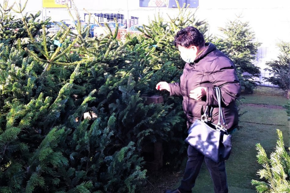 Ilustračný obrázok k článku Predaj vianočných stromčekov v Považskej Bystrici: Aké a za koľko sa dajú kúpiť?