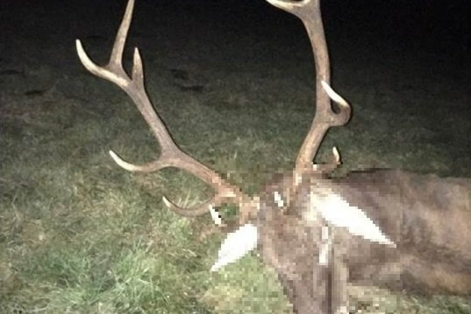 Ilustračný obrázok k článku Viac ako 100 policajtov "ulovilo" pytliakov: Strieľali aj zver, ktorá čakala mláďatá