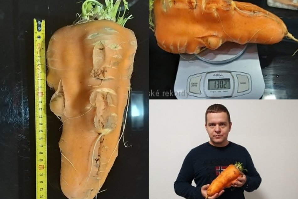 Ilustračný obrázok k článku Rok v znamení slovenských rekordov: TAKÁTO obrovská mrkva vyrástla v Nitrianskom kraji