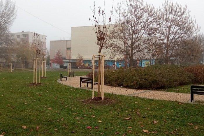 Ilustračný obrázok k článku Petržalka znižuje zelený dlh: Vysadila desiatky stromov