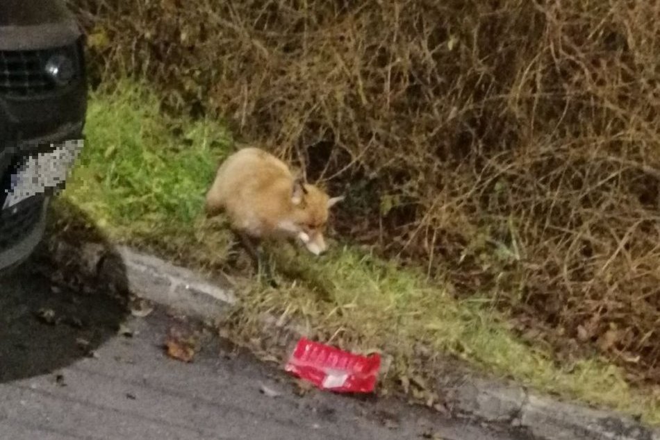 Ilustračný obrázok k článku KURIOZITA z bystrického sídliska: Mirku prekvapila líška s nevšednými chúťkami, FOTO