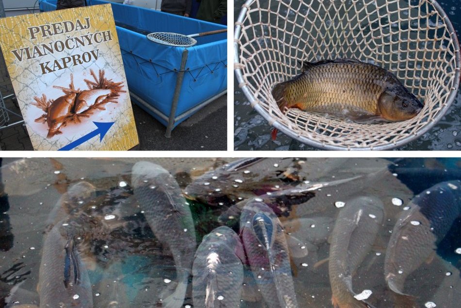 Ilustračný obrázok k článku Zháňate kapra na vianočný stôl? Vieme, KDE a za KOĽKO nakúpite v Bystrici, FOTO