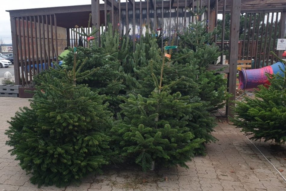 Ilustračný obrázok k článku Zháňate živý vianočný stromček? Kúpite ho na týchto miestach, FOTO