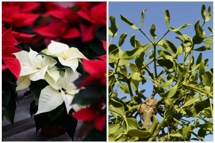 Ilustračný obrázok k článku POZOR na jedovaté symboly Vianoc! Prečo sú imelo a vianočná ruža nebezpečné?