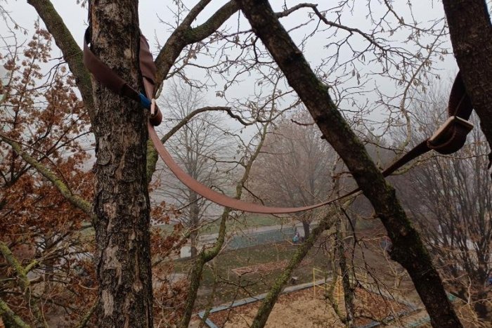 Ilustračný obrázok k článku Koruny petržalských stromov obkolesili remene. Čo to znamená?