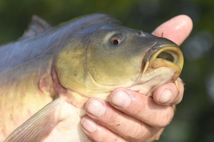 Ilustračný obrázok k článku Uľútostilo sa vám vianočného kapra? Vypustením do rybníka ho odsúdite na istú smrť!