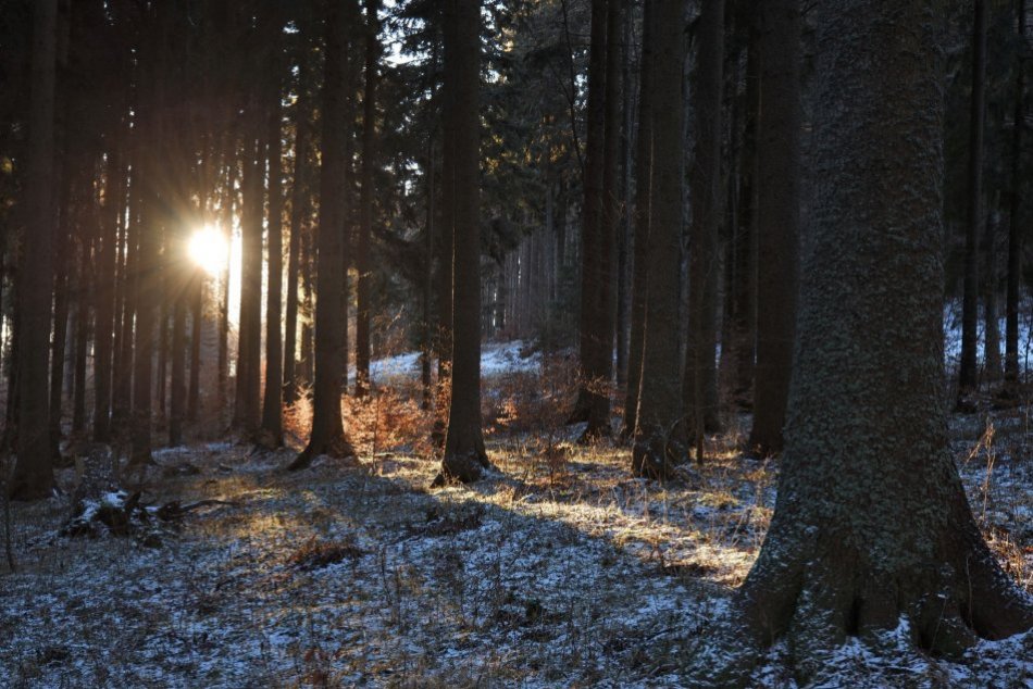 Ilustračný obrázok k článku Vymenovali šéfa handlovských lesov: Aké sú s nimi plány?