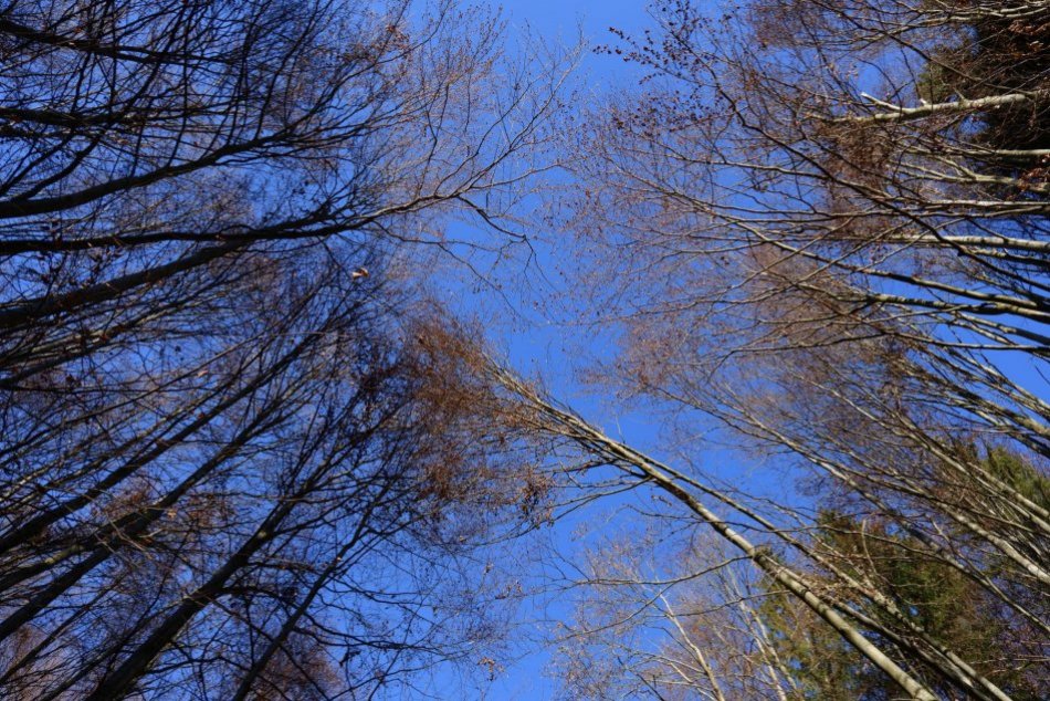 Ilustračný obrázok k článku Pri Bystrici leží staré chránené územie, je však málo známe. Počuli ste už o Ponickej dúbrave?