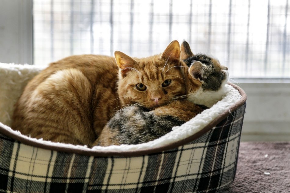 Ilustračný obrázok k článku Mesto poskytne tisíce eur: Podporí humánne zaobchádzanie s túlavými zvieratami