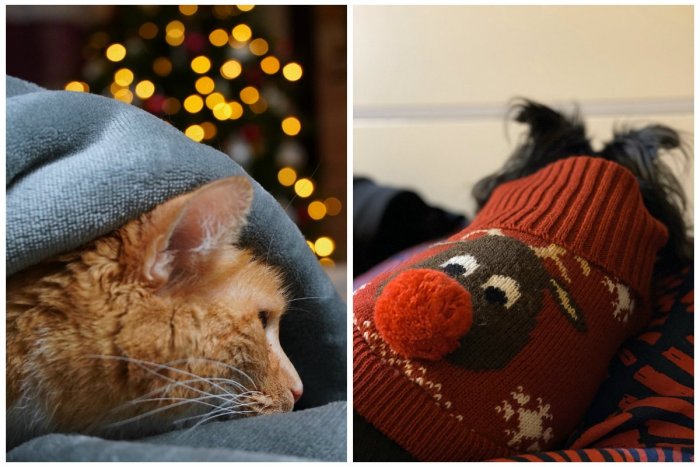 Ilustračný obrázok k článku Pyrotechnika spôsobuje zvieratám stres: Veterinár radí, ako prežiť stresujúcu noc