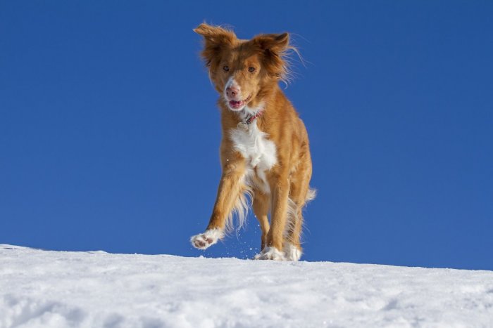 Ilustračný obrázok k článku Posypová soľ je pre psie labky nebezpečná! Môže spôsobiť bolestivé rany aj poruchy trávenia