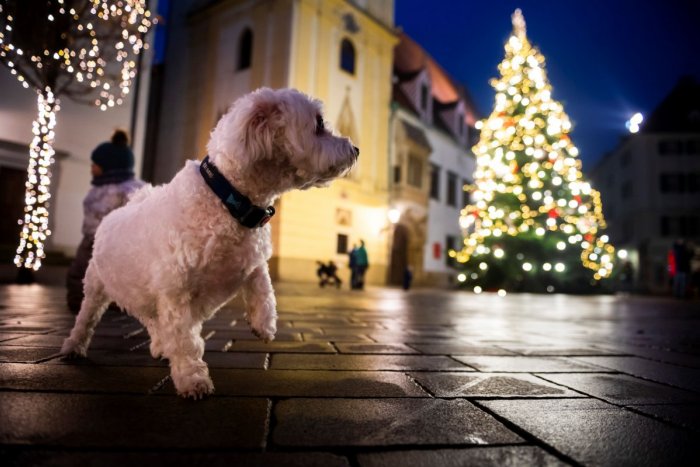 Ilustračný obrázok k článku Dávajte pozor na svojich štvornohých miláčikov. Posypová soľ vie narobiť galibu!