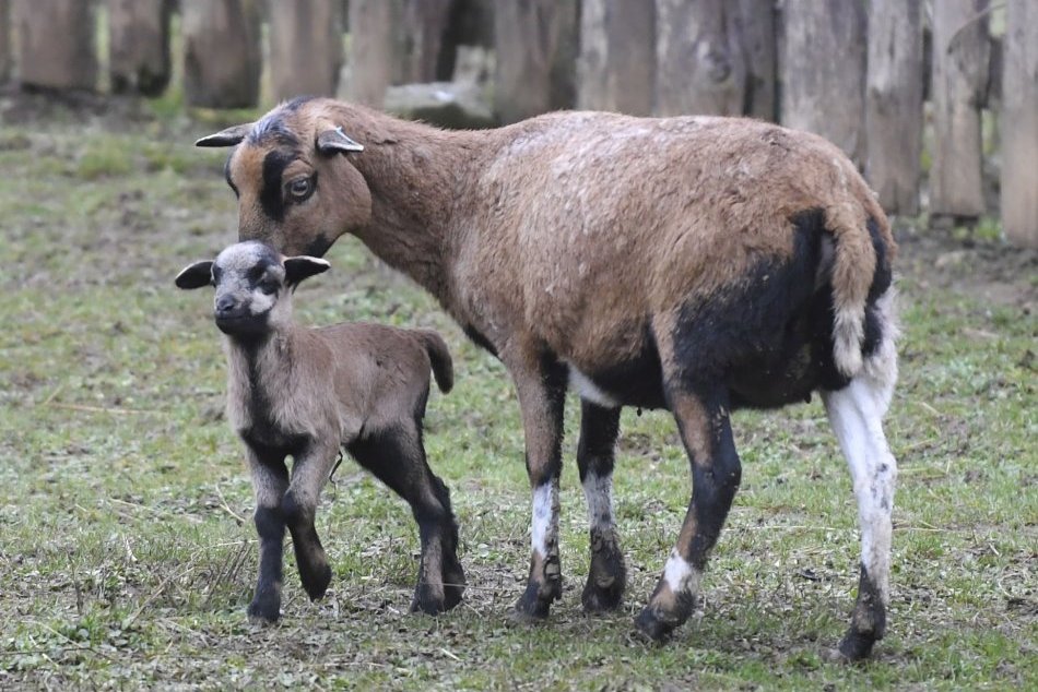 Ilustračný obrázok k článku Košická zoo sa borí s finančnými problémami. Mesto jej posiela peniaze na prežitie