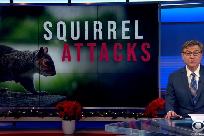 Ilustračný obrázok k článku Ľudia sa boja vyjsť na ulicu: Žiadny COVID-19, môžu za to agresívne veveričky!