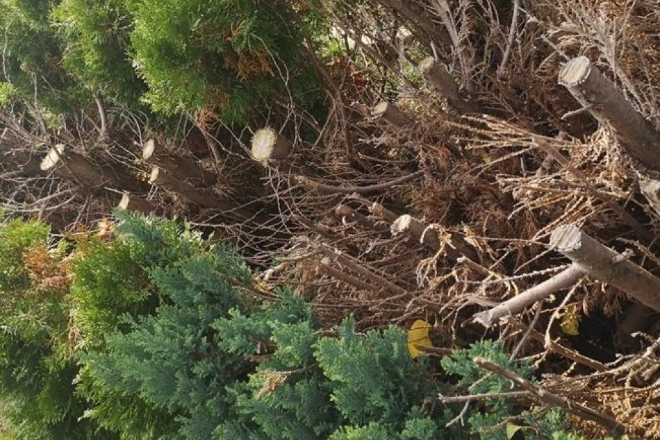 Ilustračný obrázok k článku Aj tuje môžu dostať do väzenia: Muž z okresu Prievidza si zavaril, FOTO