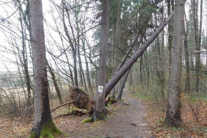 Ilustračný obrázok k článku Spúšť v žilinskom lesoparku: Popadané stromy odstránia, mesto dvíha varovný prst