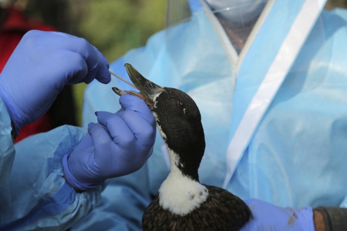 Ilustračný obrázok k článku V podtatranskom regióne vyčíňa vtáčia chrípka: Samosprávy tam prijali zásadné opatrenia