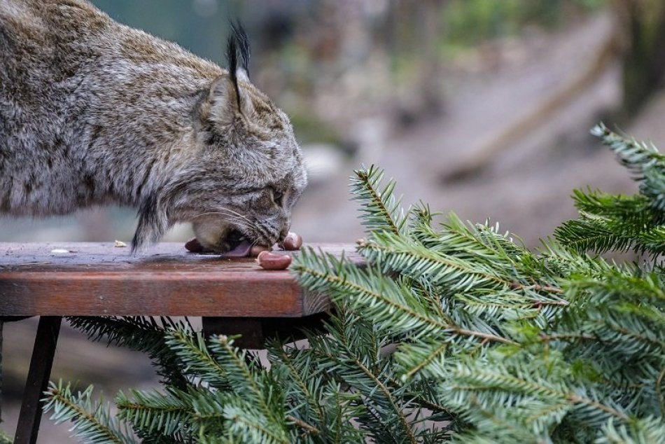 Ilustračný obrázok k článku Ťažko zraneného rysa z Podhradia našli v Lehote: O život bojuje v bojnickej zoo