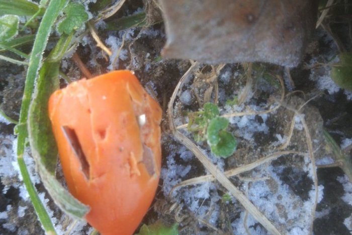 Ilustračný obrázok k článku POZOR pri venčení havkáčov: Na Šariši našli takéto nebezpečné párky!