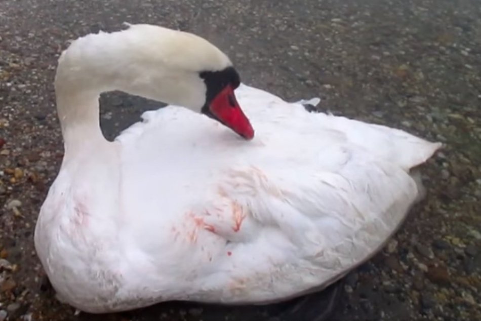 Ilustračný obrázok k článku Bez pomoci by zahynula: Labuť na brehu Veľkého Draždiaka bojovala o život