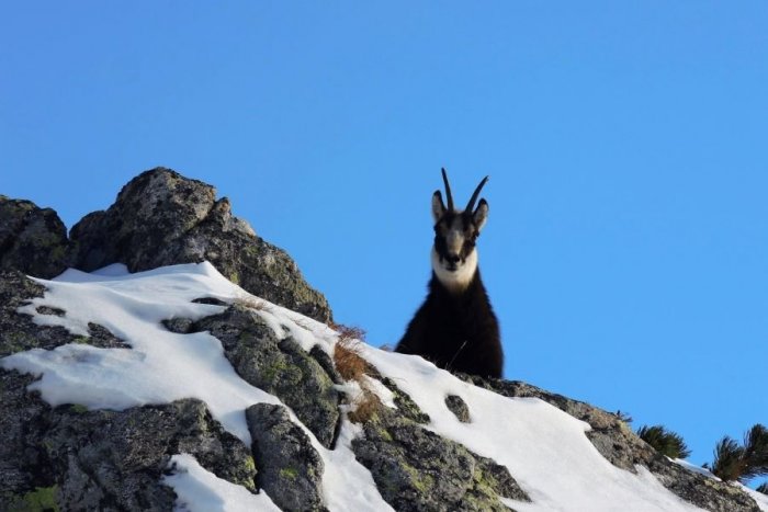 Ilustračný obrázok k článku Na slovenskej i poľskej strane Tatier počítali kamzíkov: Je ich o takmer 300 menej