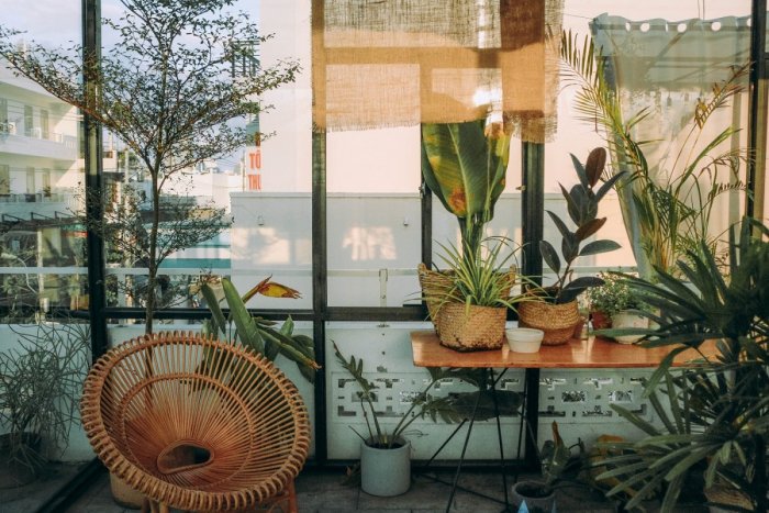 Ilustračný obrázok k článku 18 rastlín, ktoré by ste doma mali mať: Čistia vzduch a chránia pred chorobami