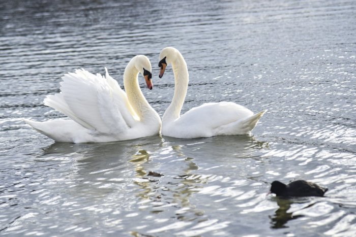 Ilustračný obrázok k článku Potvrdené! Na Slovensku je vtáčia chrípka! Buďte mimoriadne obozretní, vyzýva agrorezort