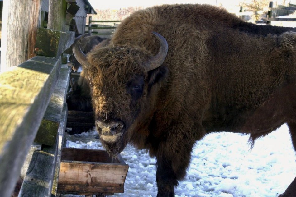 Ilustračný obrázok k článku Užite si pohľad na impozantné zvieratá: Zubria zvernica láka aj počas zimy