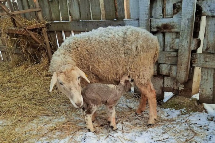 Ilustračný obrázok k článku Zlá správa pre nadšencov zvieratiek: Ekopark v Prešove je odteraz ZATVORENÝ