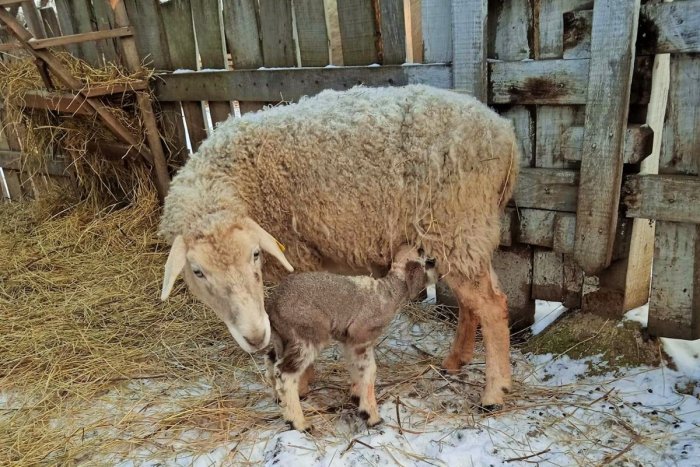 Ilustračný obrázok k článku To sú ale krásavci! V prešovskom Ekoparku sa tešia z najnovších prírastkov, FOTO