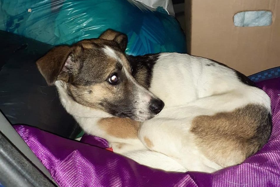 Ilustračný obrázok k článku Kelly hľadala celá Bratislava: Psík, ktorý bol "živým terčom", sa našiel doráňaný a vychudnutý