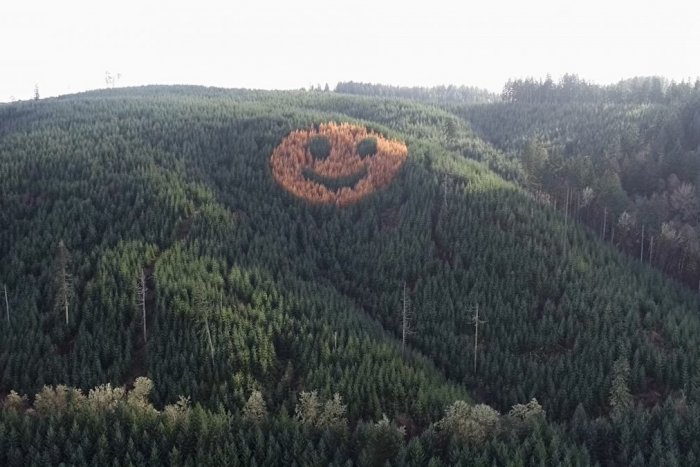 Ilustračný obrázok k článku KURIOZITA DŇA: Toto nie je photoshop! Ale veselý les so zmyslom pre humor, VIDEO