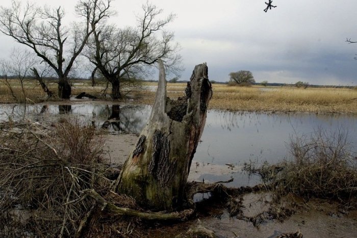 Ilustračný obrázok k článku V okolí Bratislavy vzniknú nové chránené areály. Ktoré lokality to budú?