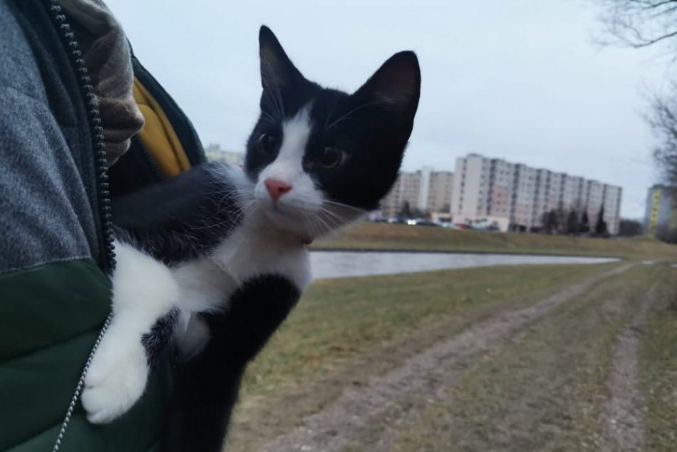 Ilustračný obrázok k článku Kocúrik, ktorý si získal srdcia Zvolenčanov: Murko je veľký dobrodruh, FOTO