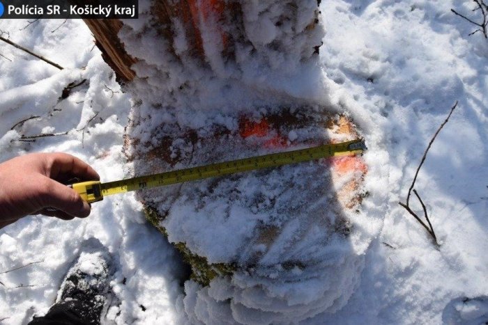 Ilustračný obrázok k článku Zlodeji drancujú lesy, vyrúbali desiatky stromov